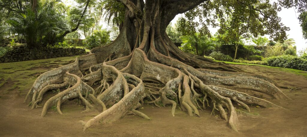 Elevated tree roots in park